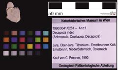 Foto (Objekt + Etiketten) von Decapoda indet. (NHMW-GEO-1990-0041-0281)